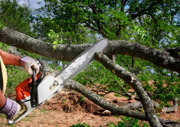 How Our Tree Care Process Works  in  Sun City West, AZ